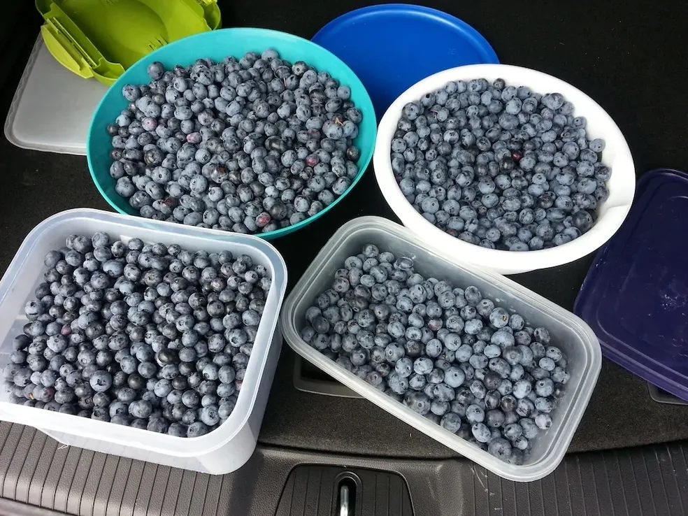 Blueberries in tubs