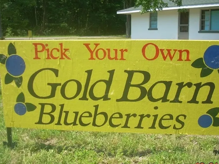 Sign for Pick Your Own Gold Barn Blueberries