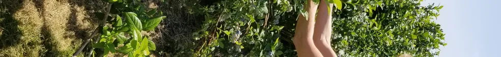 A person picking blueberries