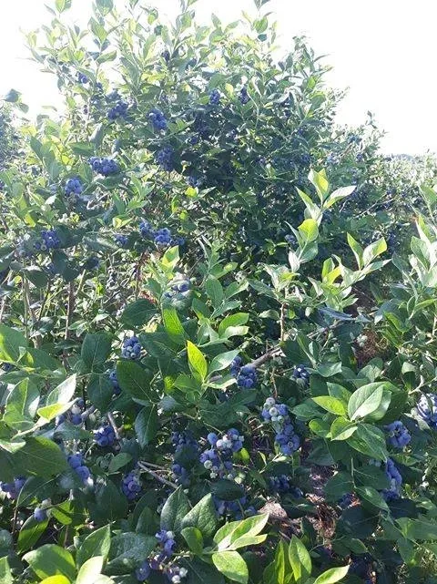 A blueberry bush