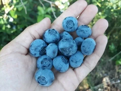 A handful of blueberries