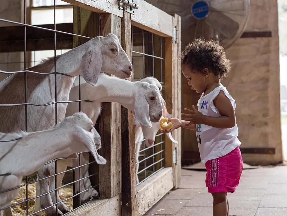 A young girl feeding goats