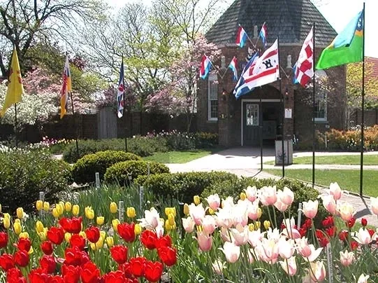 A field of garden tulips