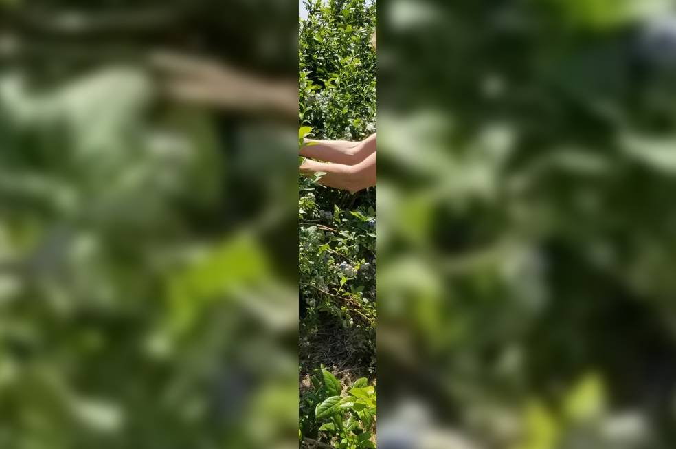 A persons hands with trees all around