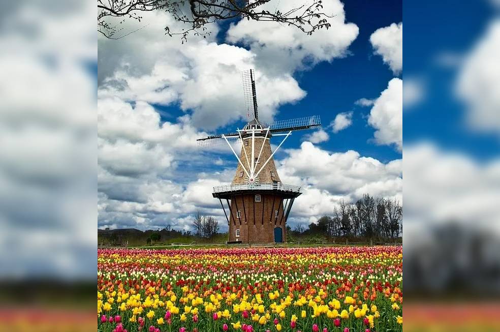 A view at the windmill with flowers all around