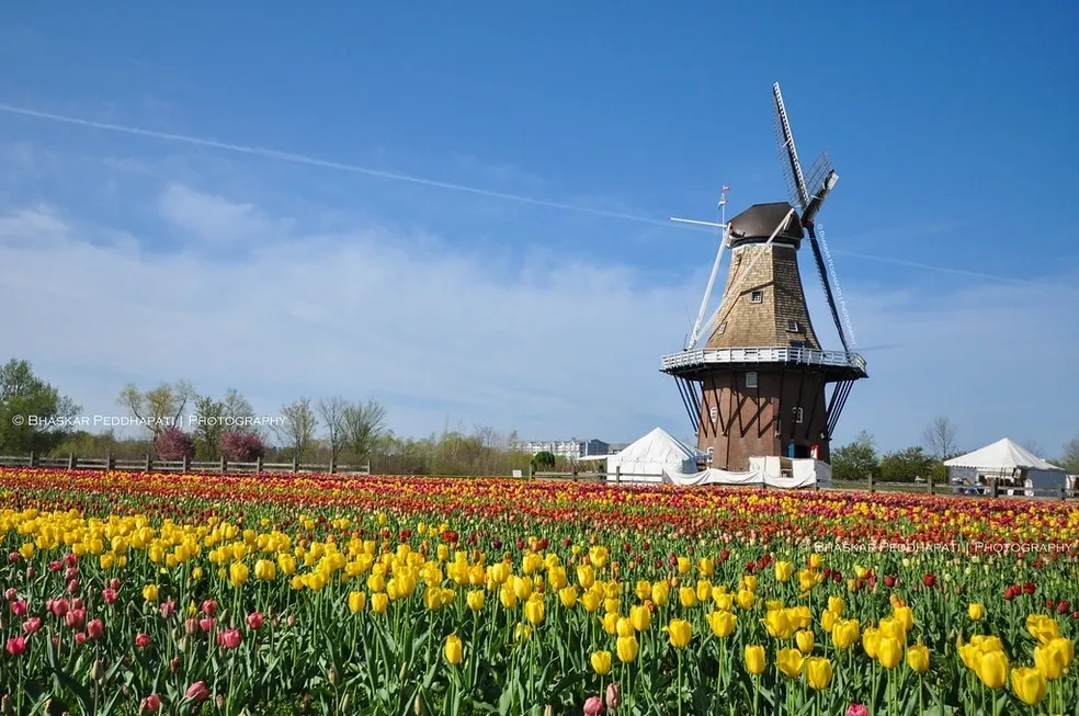 A field of flowers near a windmill