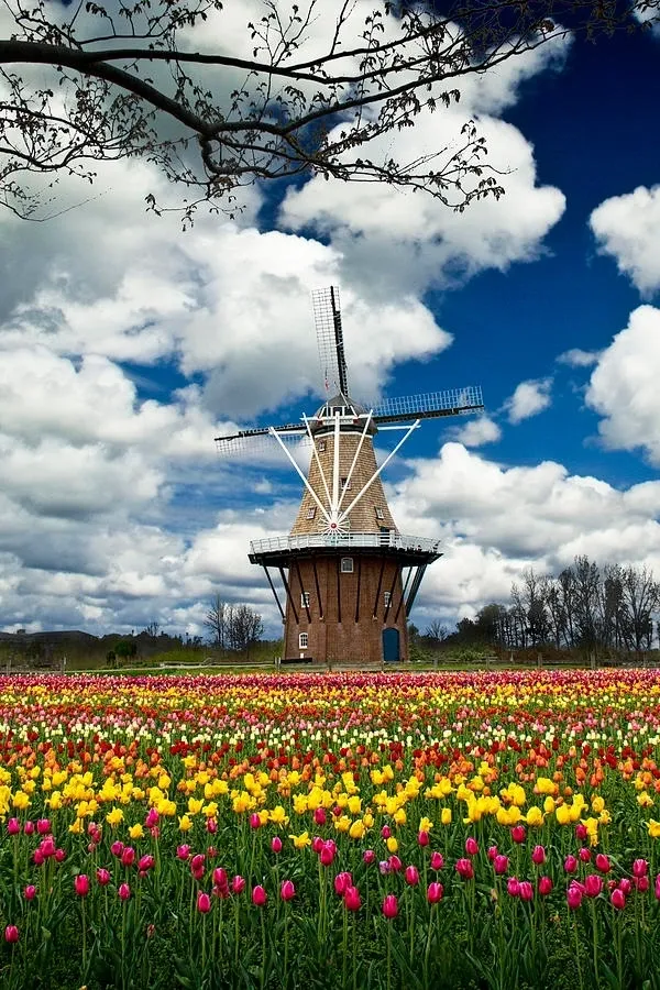 A windmill surrounded by flowers